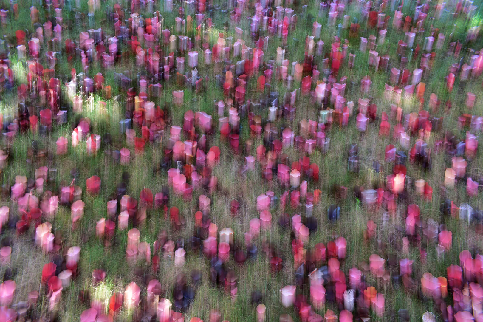 Merit For Digital LEAVES By Dallas Hrabar