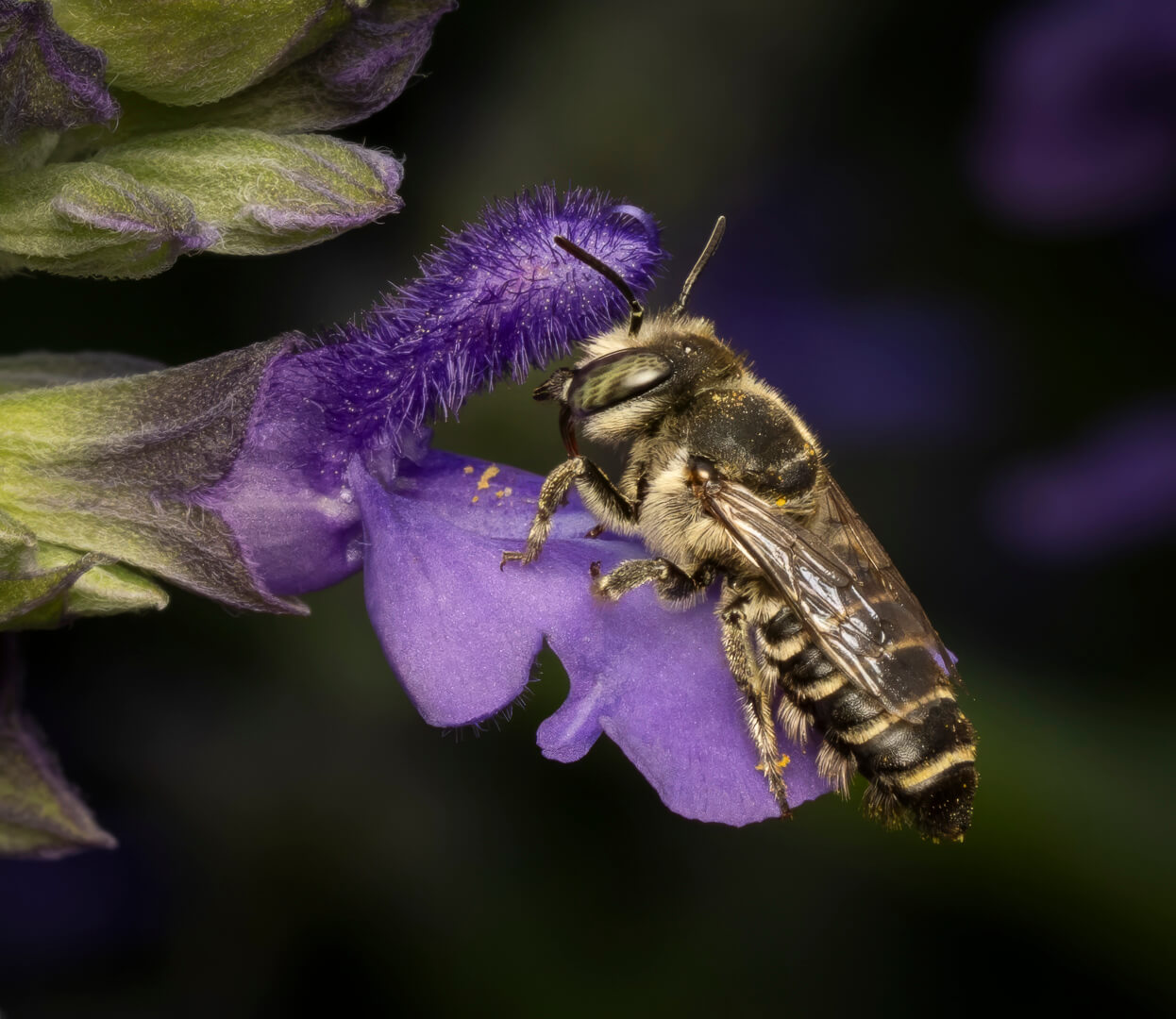 Merit For Digital Leaf Cutter Bee By Hazel Sempf