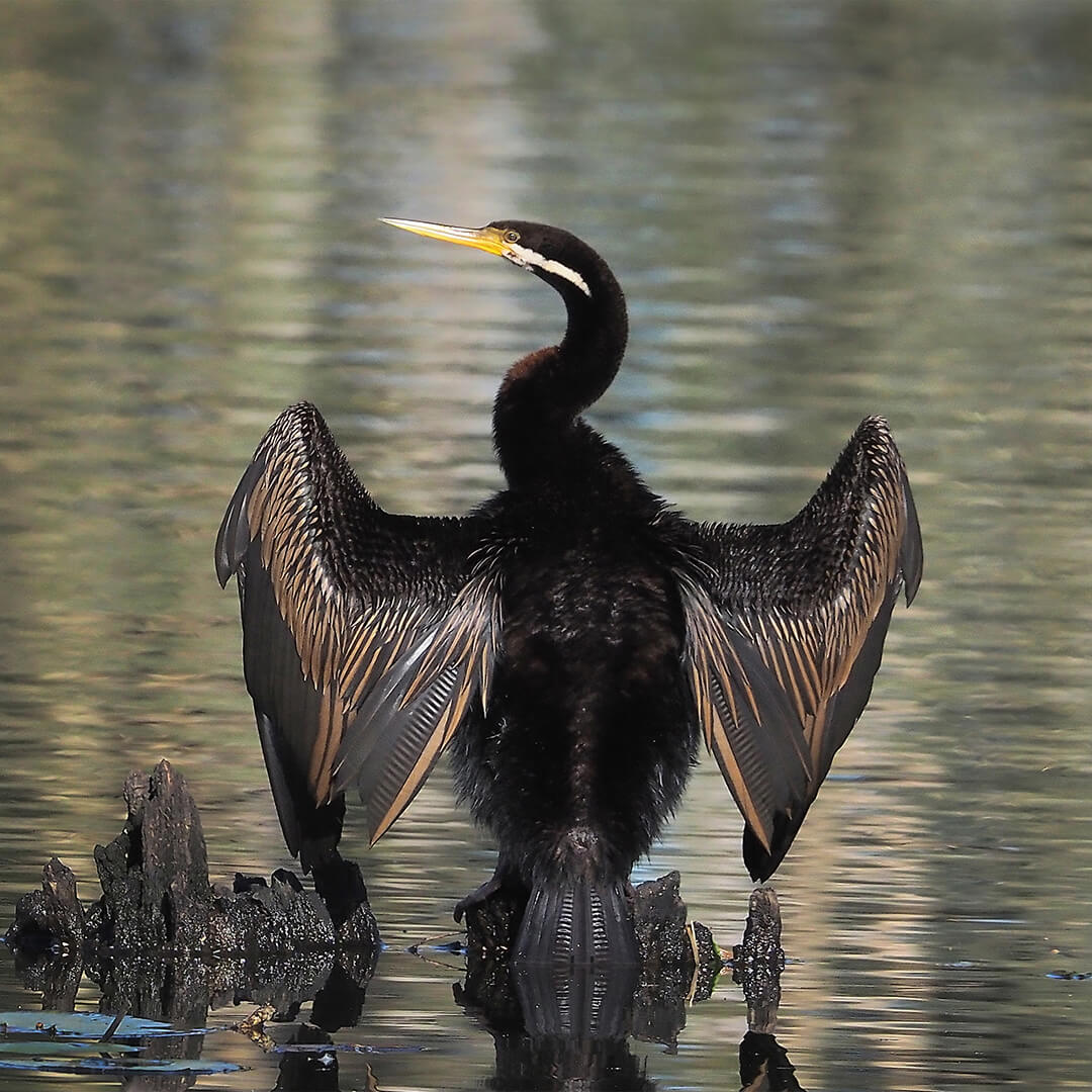 Merit For Print A65 Drying Off Jpg By Joyce Metassa