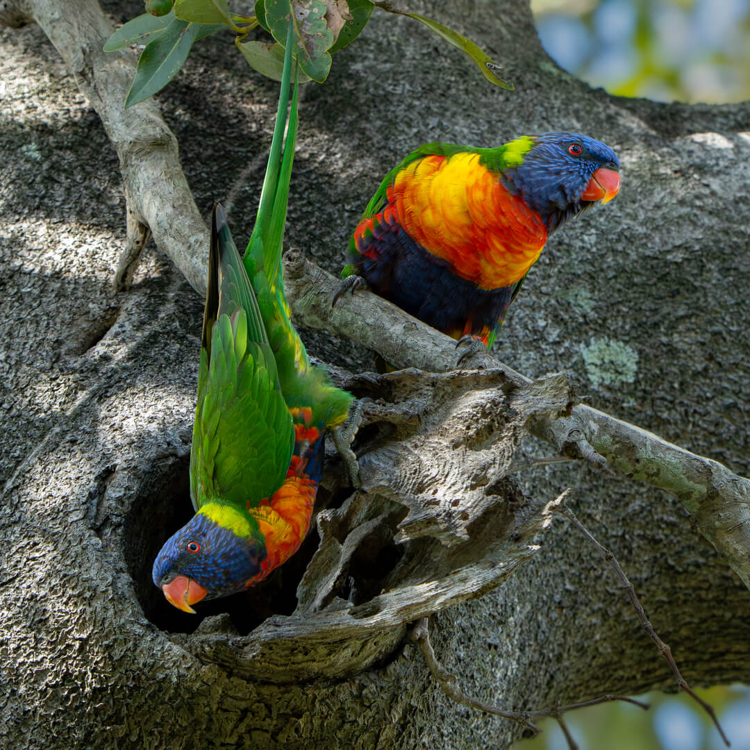 Merit For Print House Hunting By Rose Parr