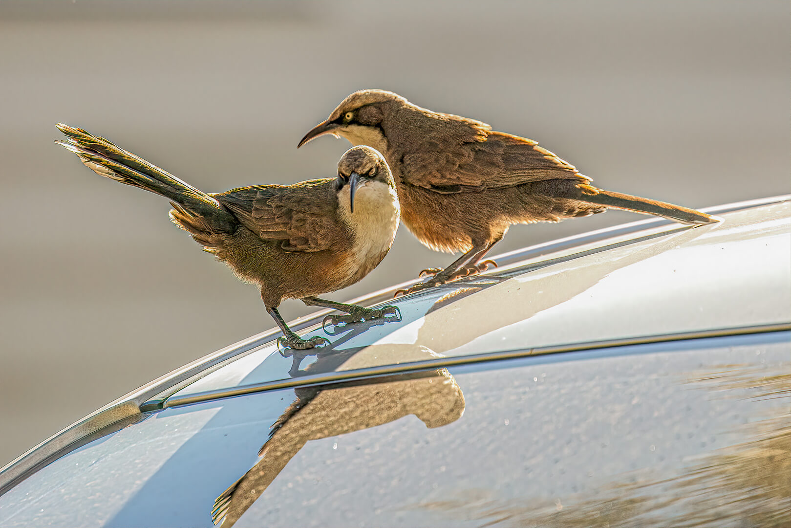 Merit For Print Pair In Mischief By Lekha Suraweera