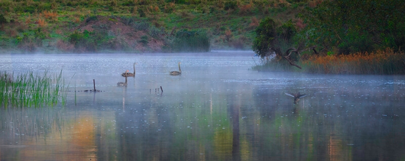 Merit For Swans In Mist By Priscilla Gibbs