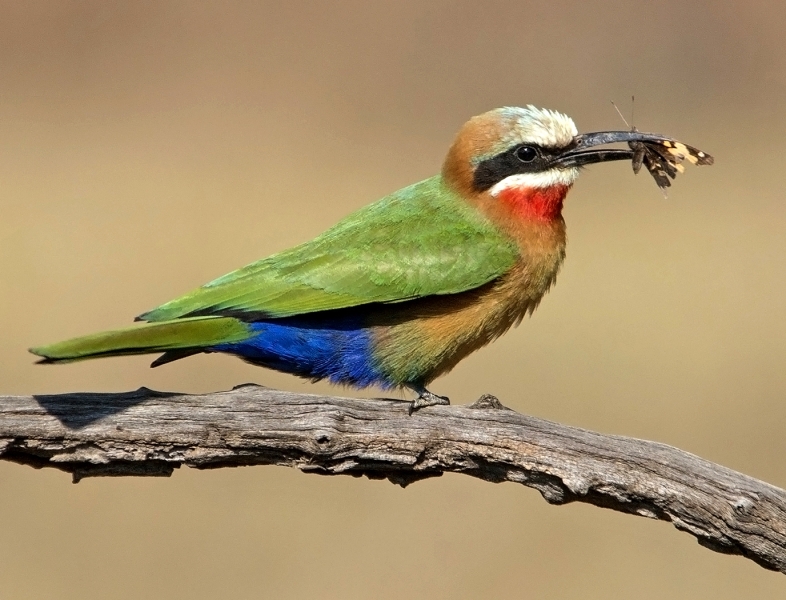 Honour For White Fronted Bee Eater With Breakfast By Lesley Clark