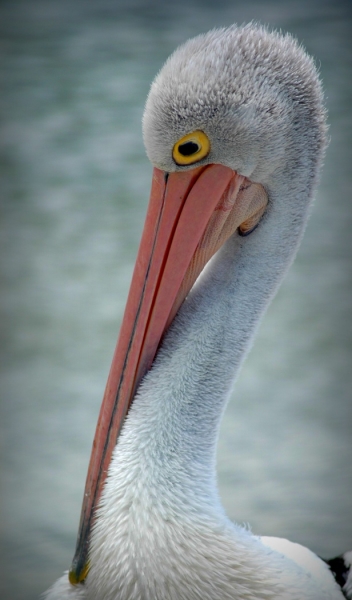 Merit For Pensive Pelican By Caroline Hall