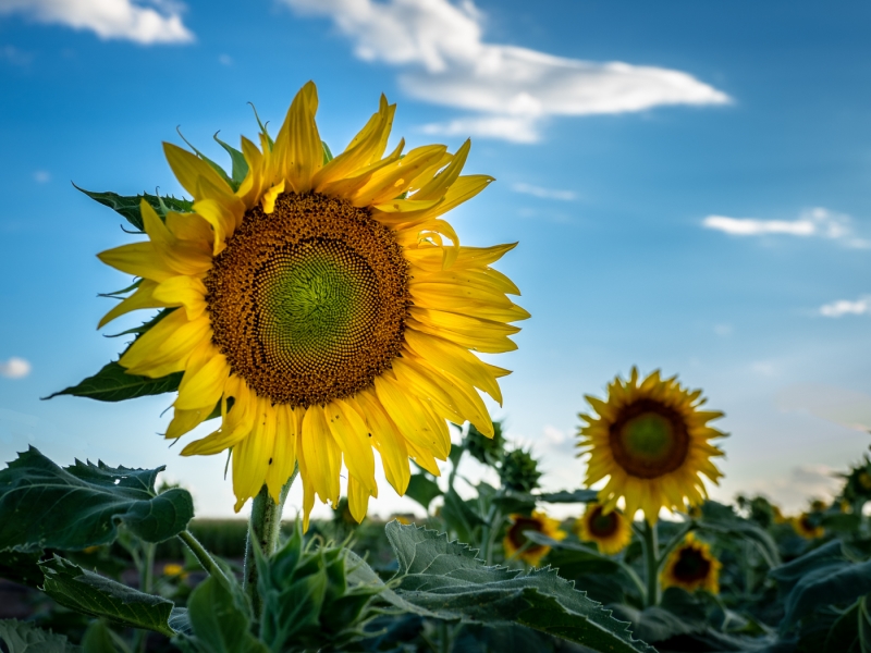 Merit For Sunflower By Hector Beveridge