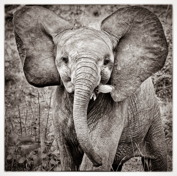 Merit For Dumbo By Geoffrey Hui