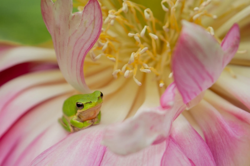 Merit For Living On The Sedge Frog By Leigh Wilson
