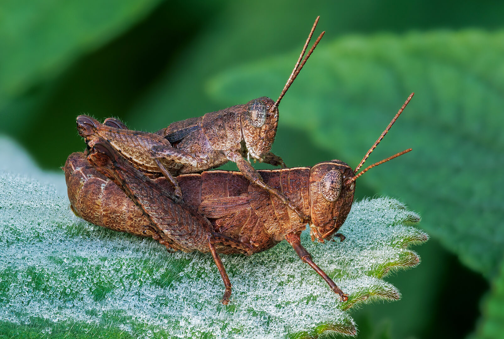 Honour For Digital C039 Brown Grasshopper Duo By Ann Smallegange