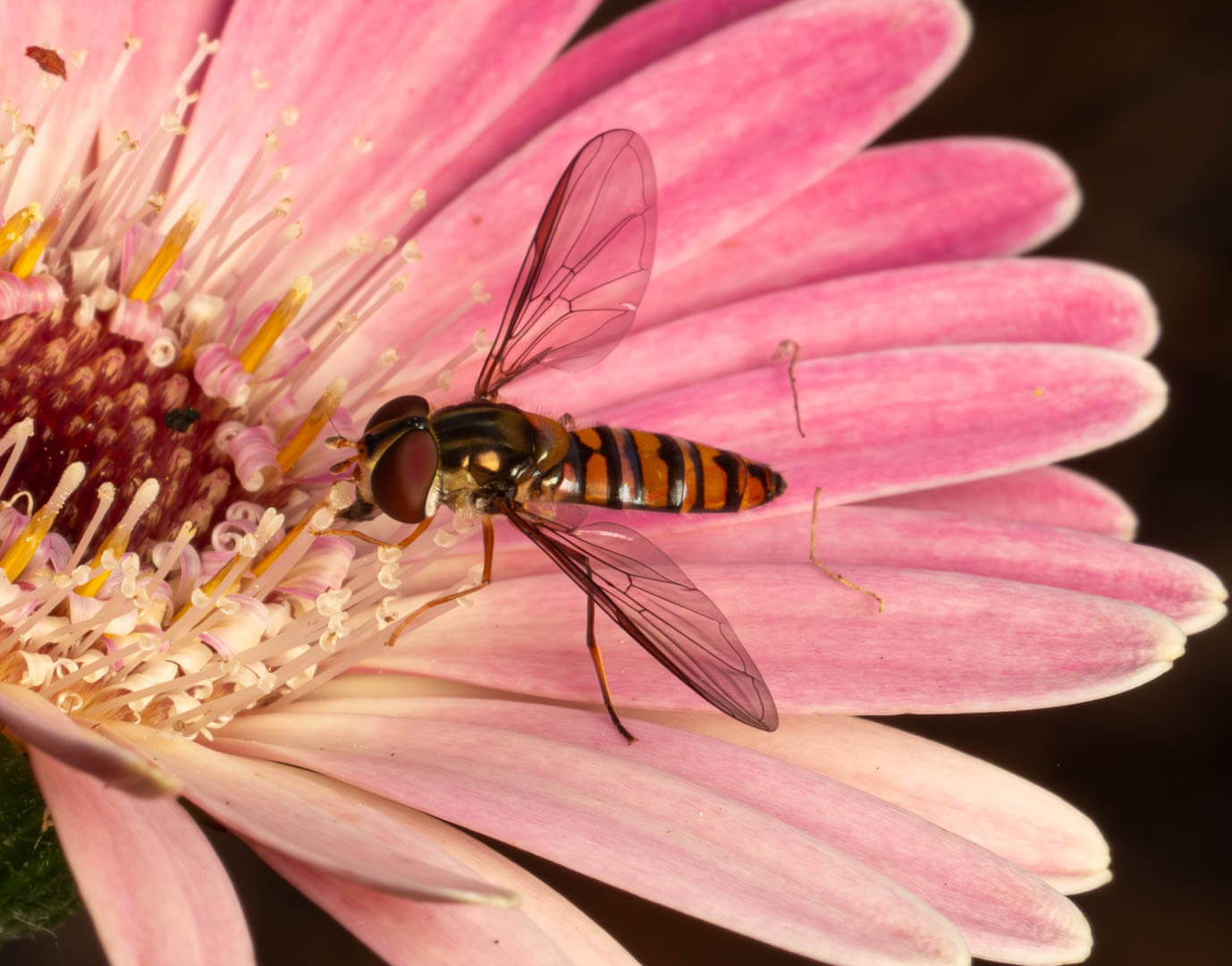 Honour For Digital Hover By Christine Jull