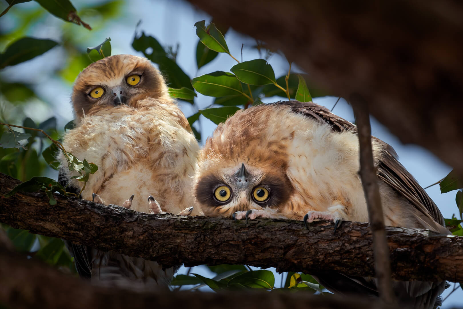 Honour For Digital I See You By Geoffrey Hui