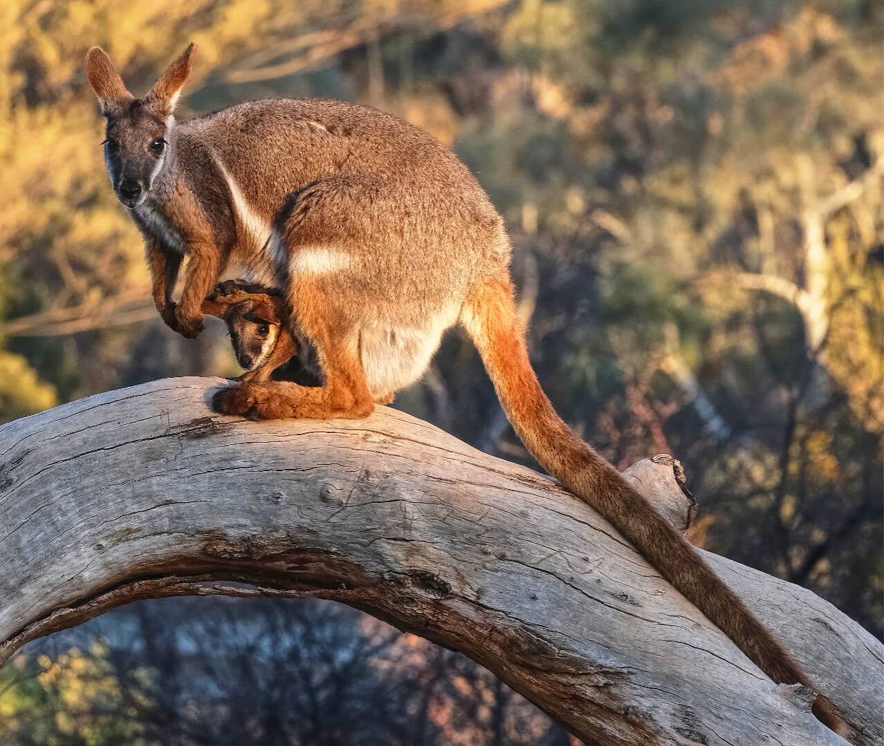 Merit For Digital C47 Yellow Footed Rock Wallabies By Robert Macfarlane