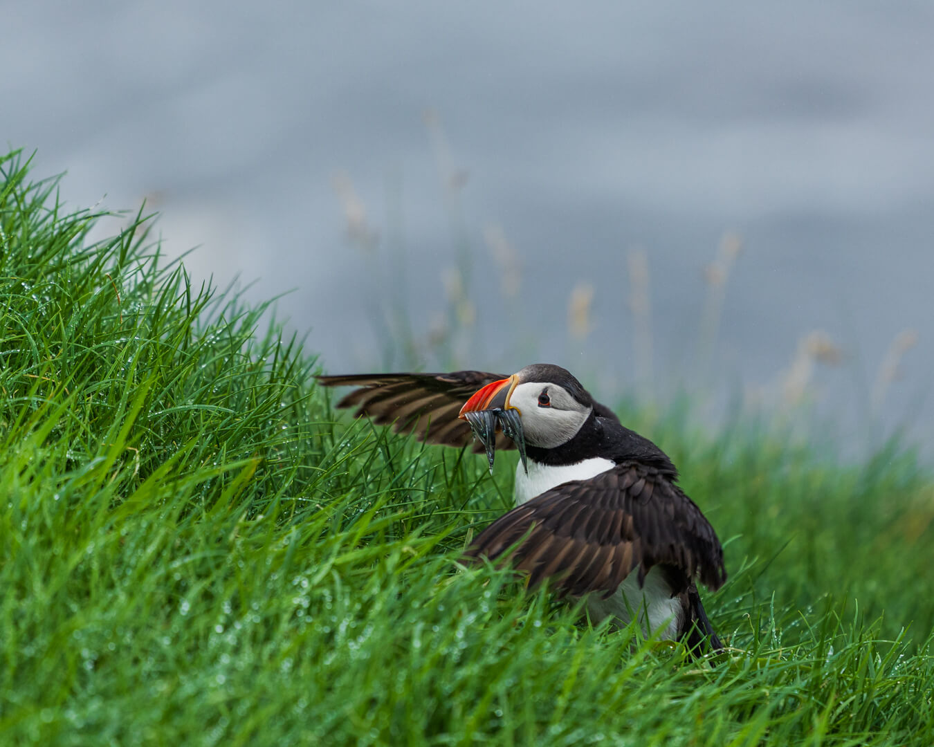 Merit For Digital Heading Uphill By Bruce McDonald