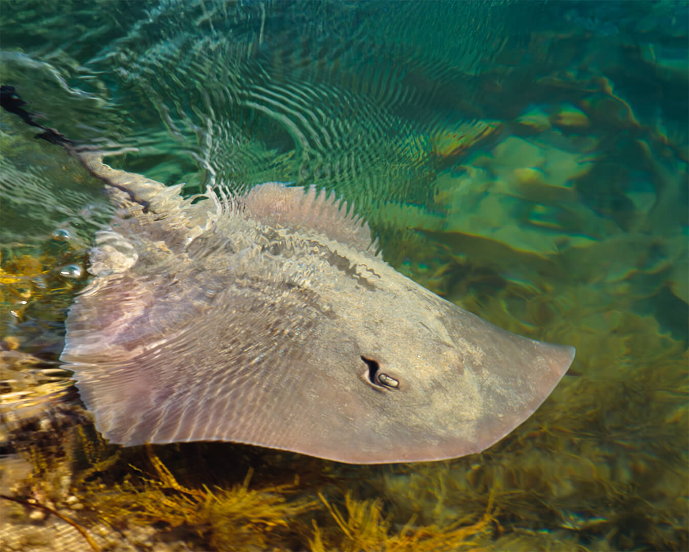 Merit For Digital Hidden Gem By Wendy Buick