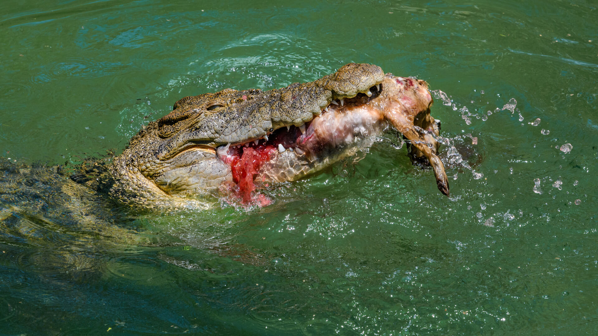 Merit For Digital Nature Is A Cruel Mistress By Ian Sweetman