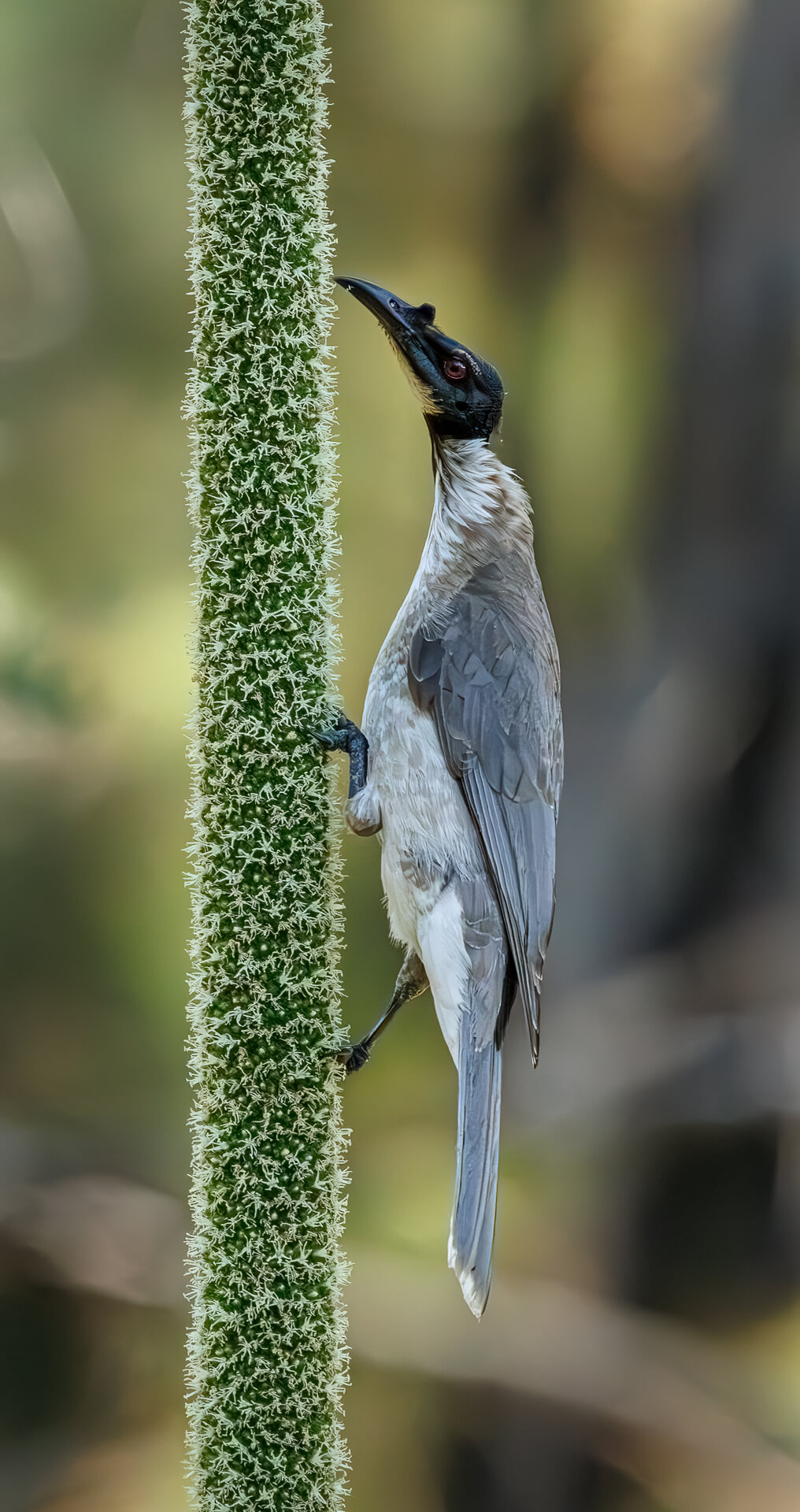 Merit For Digital Noisy Friar Bird By Lekha Suraweera
