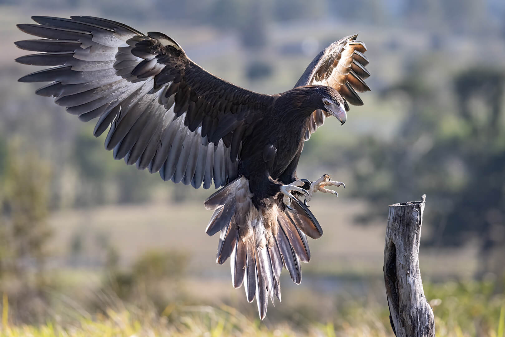 Merit For Digital Ready To Land By Kerri Anne Cook