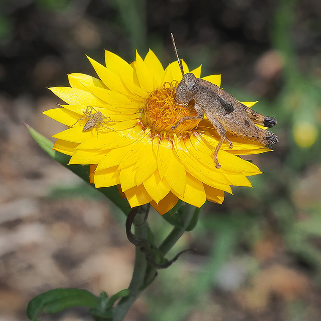 Merit For Print C65  Looking For Food  By Joyce Metassa