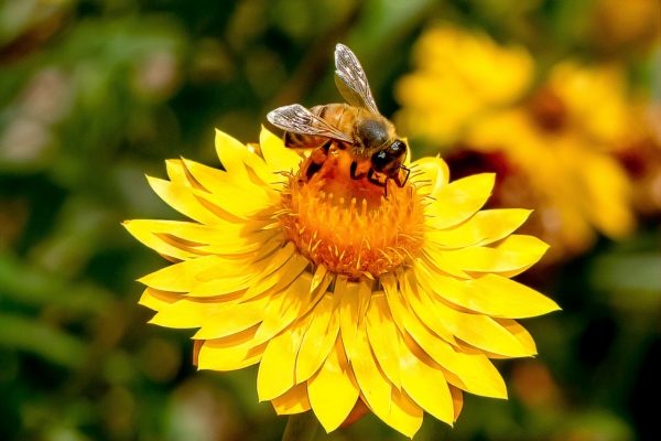 Merit For A Bee At Work By Swarna Wijesekera