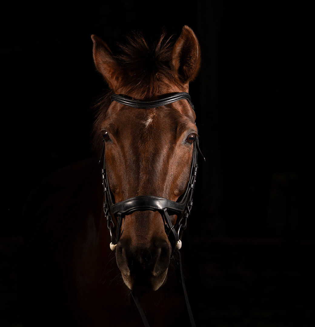 Honour For Digital Horse Portrait By Janet Richardson