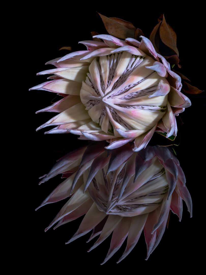 Honour For Print Protea  Reflection By Rose Parr