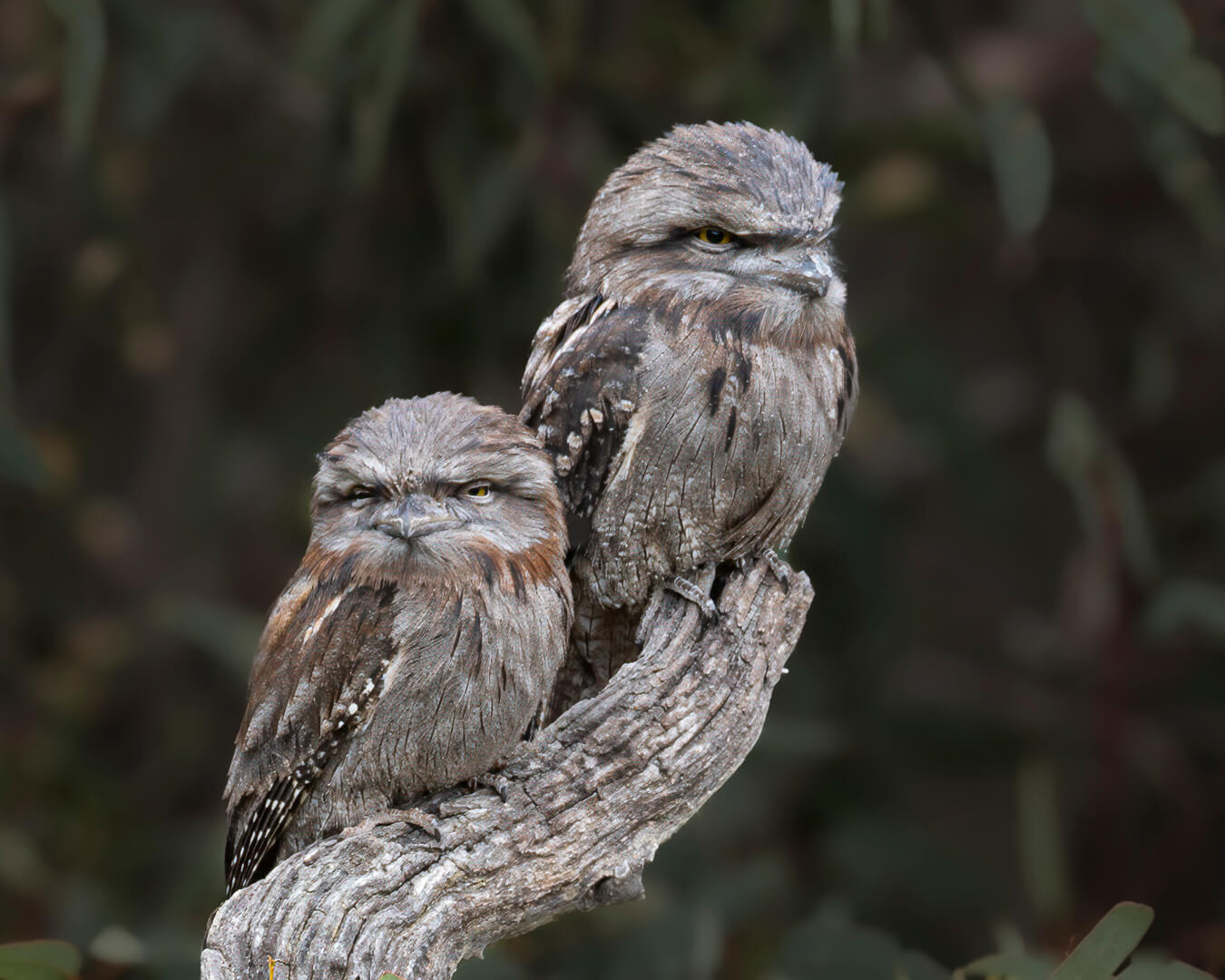 Merit For Digital A Pair Of Tawny Frogmouths By Dorothy Harkins