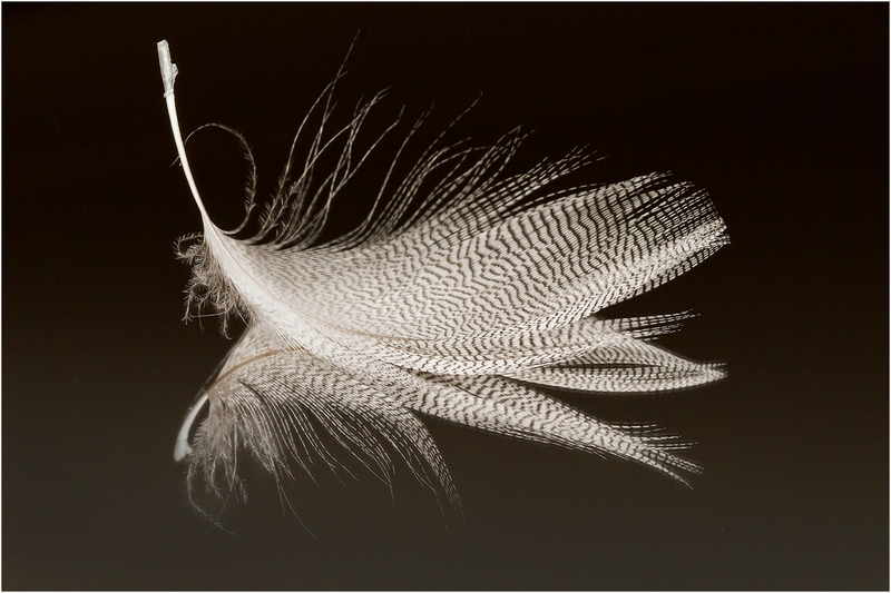 Honour For Digital Black And White Feather By Liann Haaima