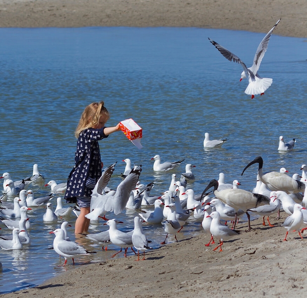Merit For Digital Feeding The Gulls By Liann Haaima