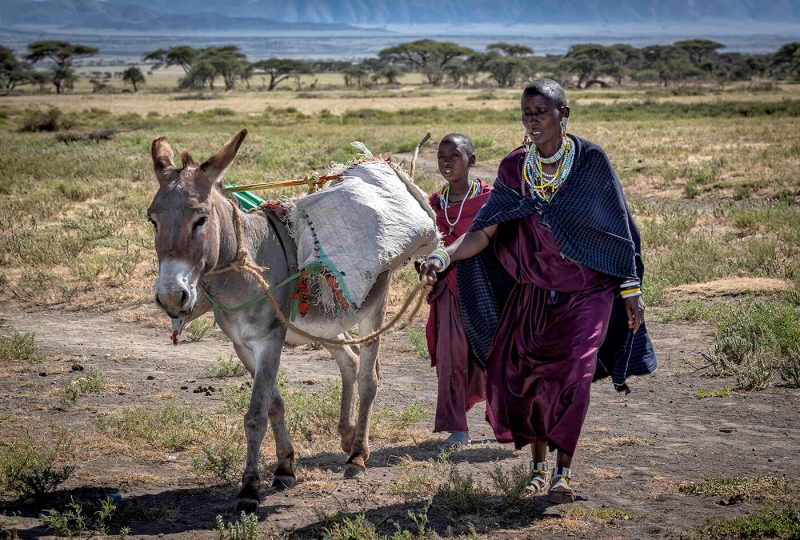 Merit For Masai With Donkey By Sandra Anderson
