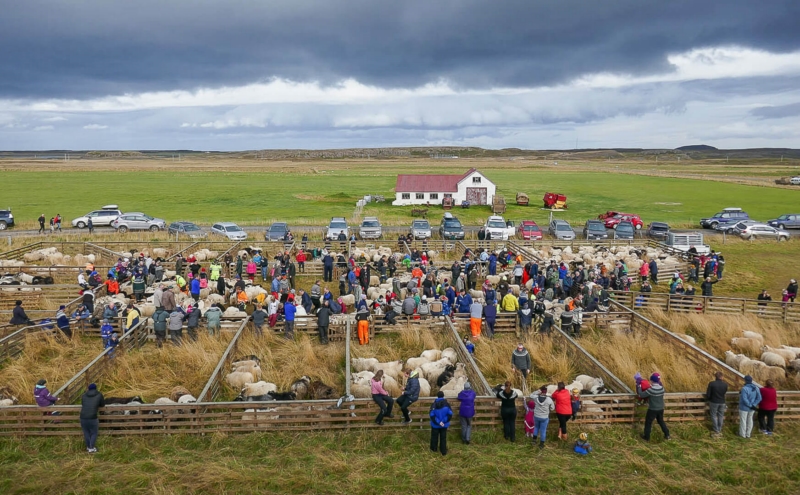 Honour For Iceland Autumn Sheep Muster By Susan Chisholm