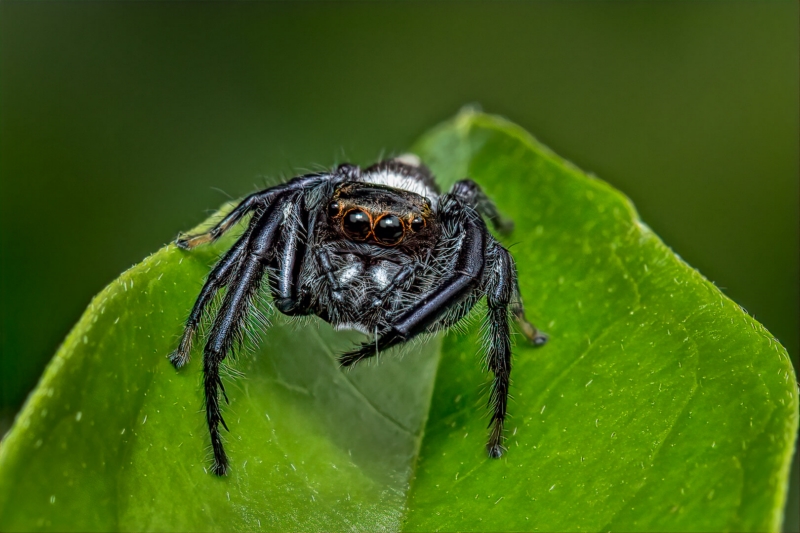 Honour For Jumping Spider By Lekha Suraweera