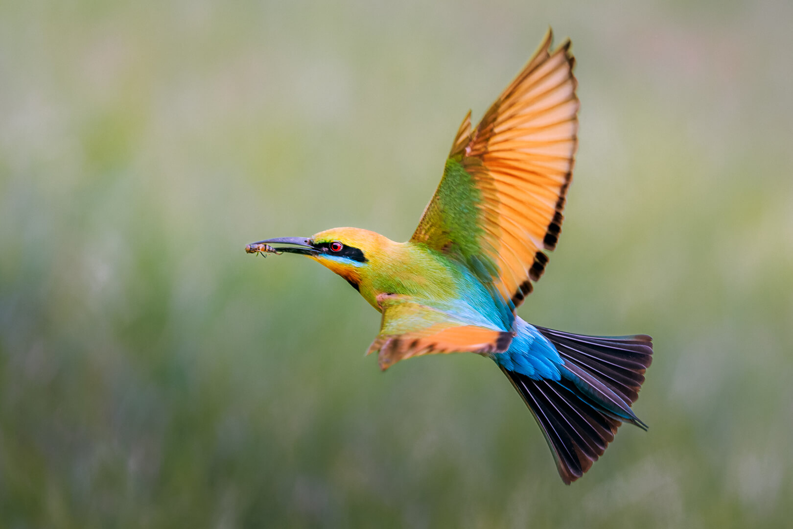 Honour For Digital A Bee For A Bee Eater By Geoffrey Hui