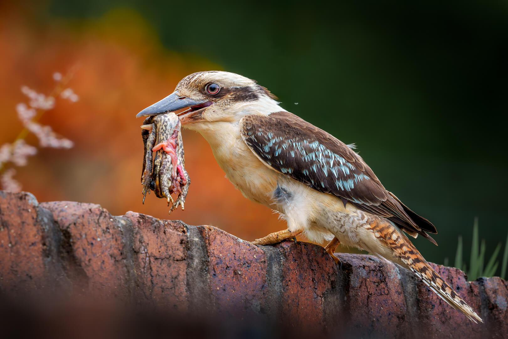 Honour For Digital A Dangerous Meal By Geoffrey Hui
