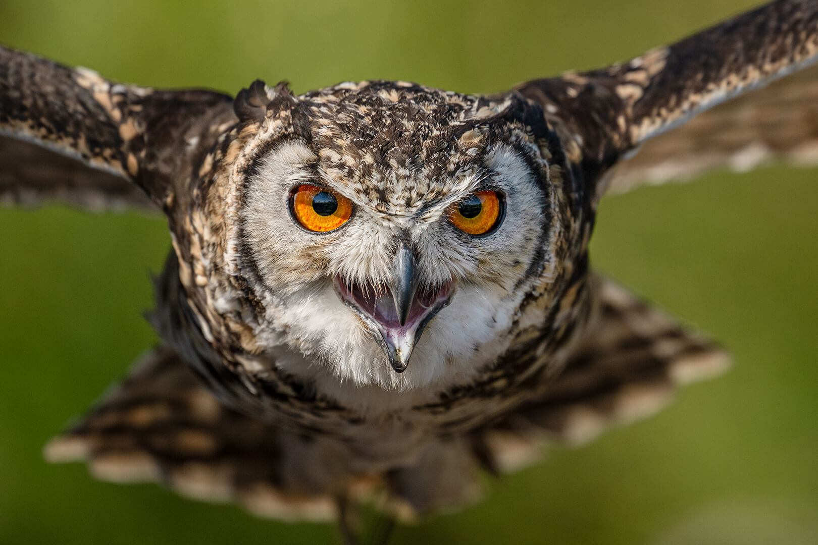 Honour For Digital Eurasian Eagle Owl By Jefferey Mott