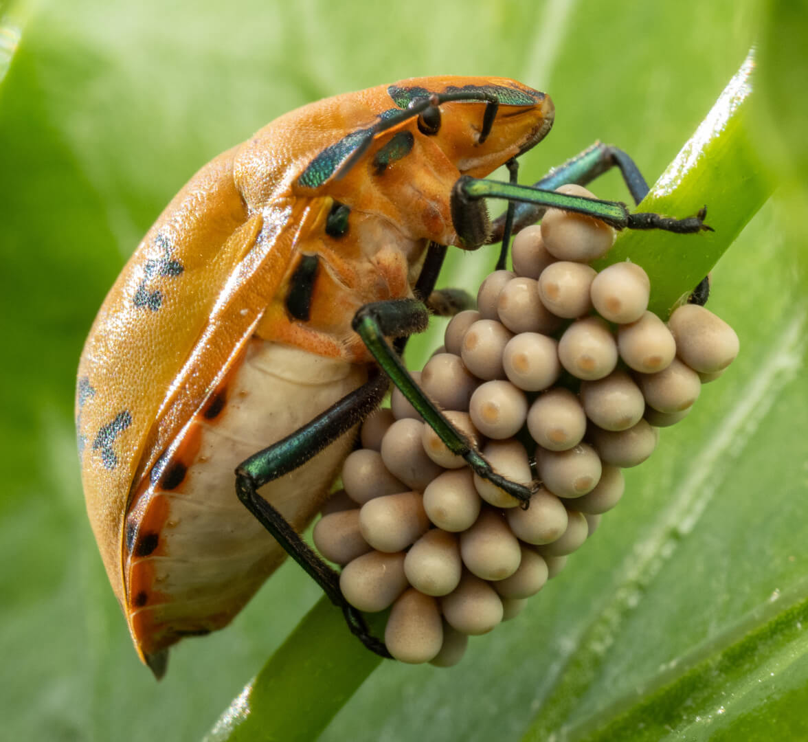 Honour For Digital Harlequin And Eggs By Keith Chester