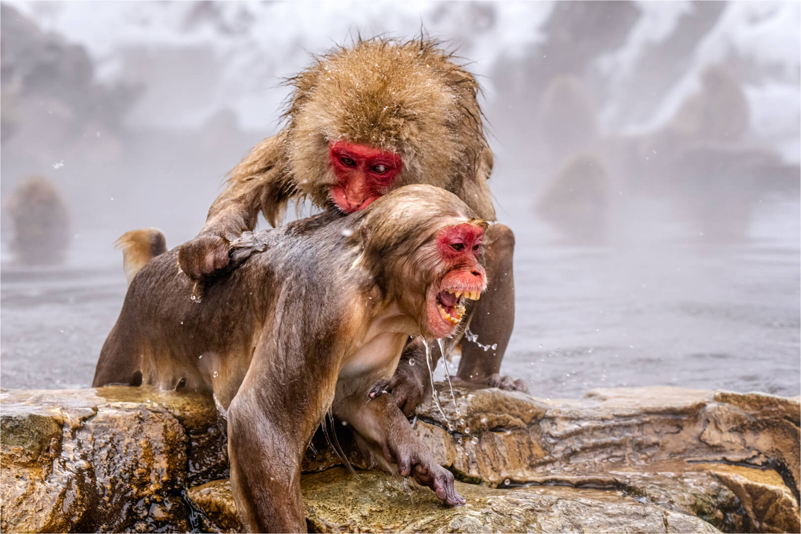 Honour For Digital Snow Monkey Attack By Chris Seen