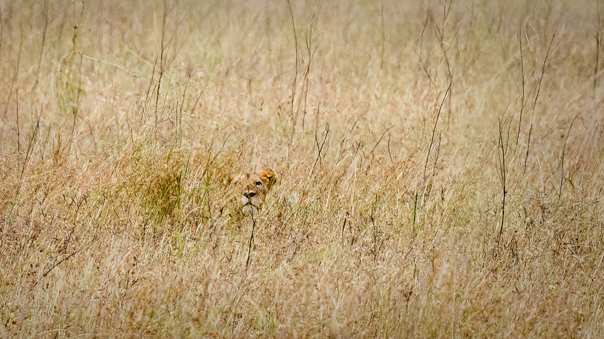 Merit For Digital Waiting For Prey By Lekha Suraweera