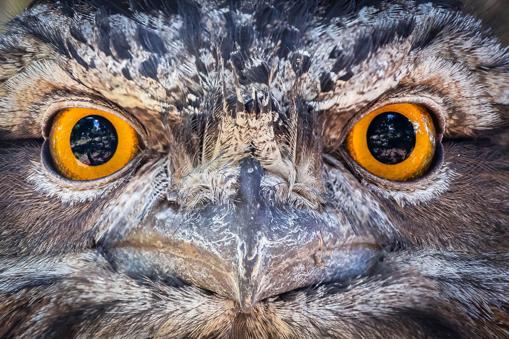 Merit For Digital Watched! By John Dalton