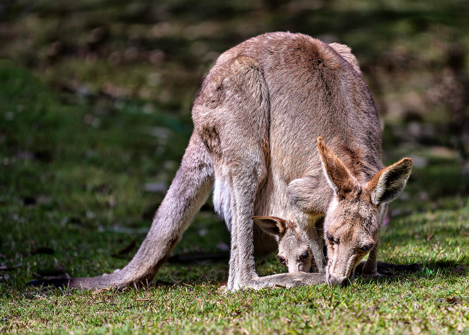 Merit For Print C79 Mother And Joey Jpg By Rosslyn Garnett