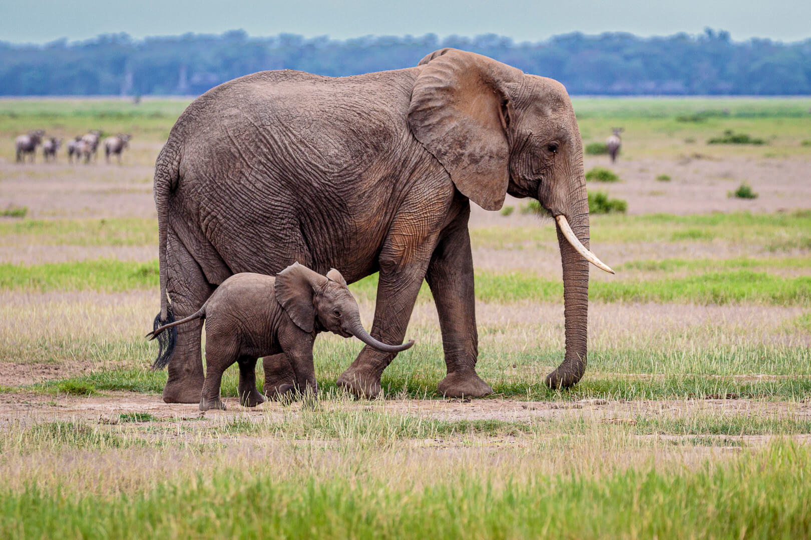 Merit For Print Walking With Mom By Lekha Suraweera