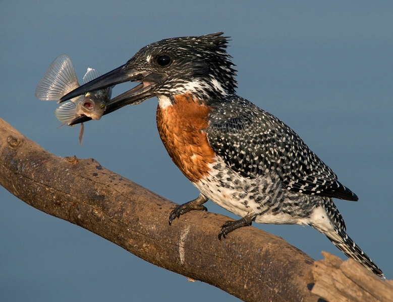 Honour For Giant Kingfisher 2 By Lesley Clark