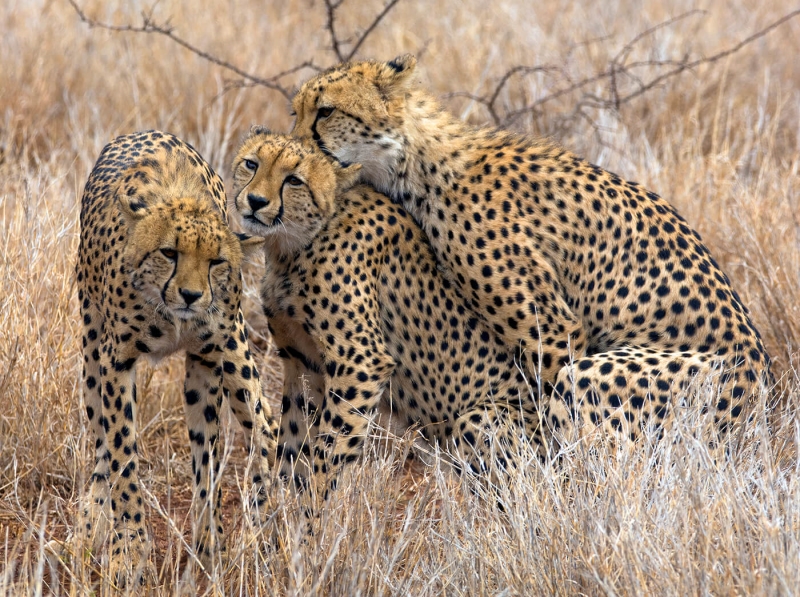 Honour For Cheetah Brothers By Lesley Clark