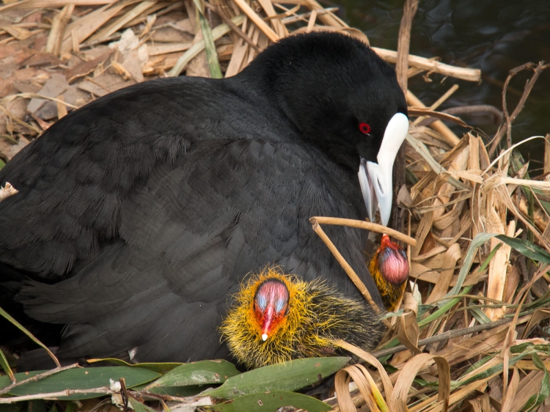Merit For Coot And Chicks By Hector Beveridge