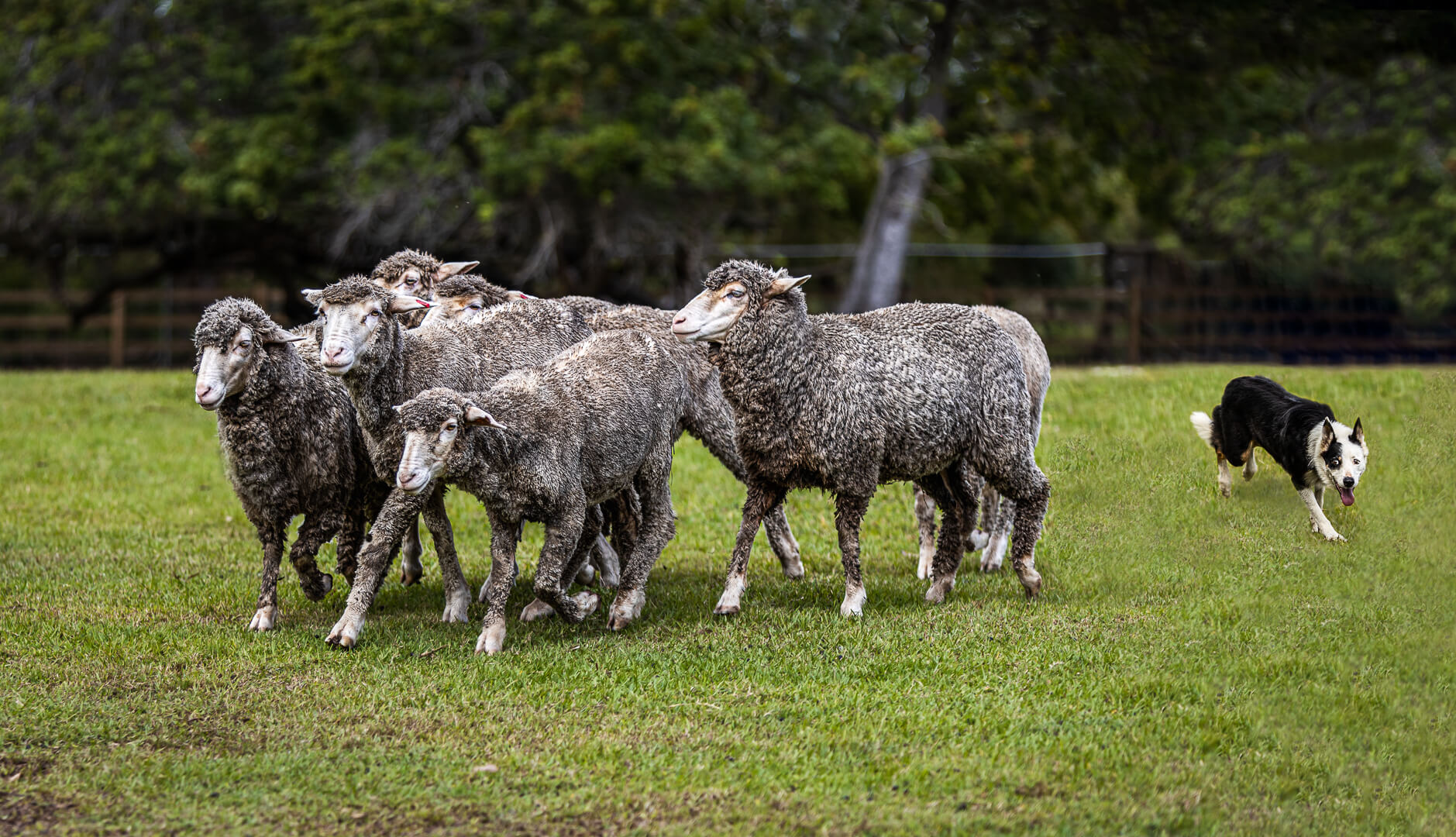 Merit For Digital Sheep Herding By Hazel Sempf