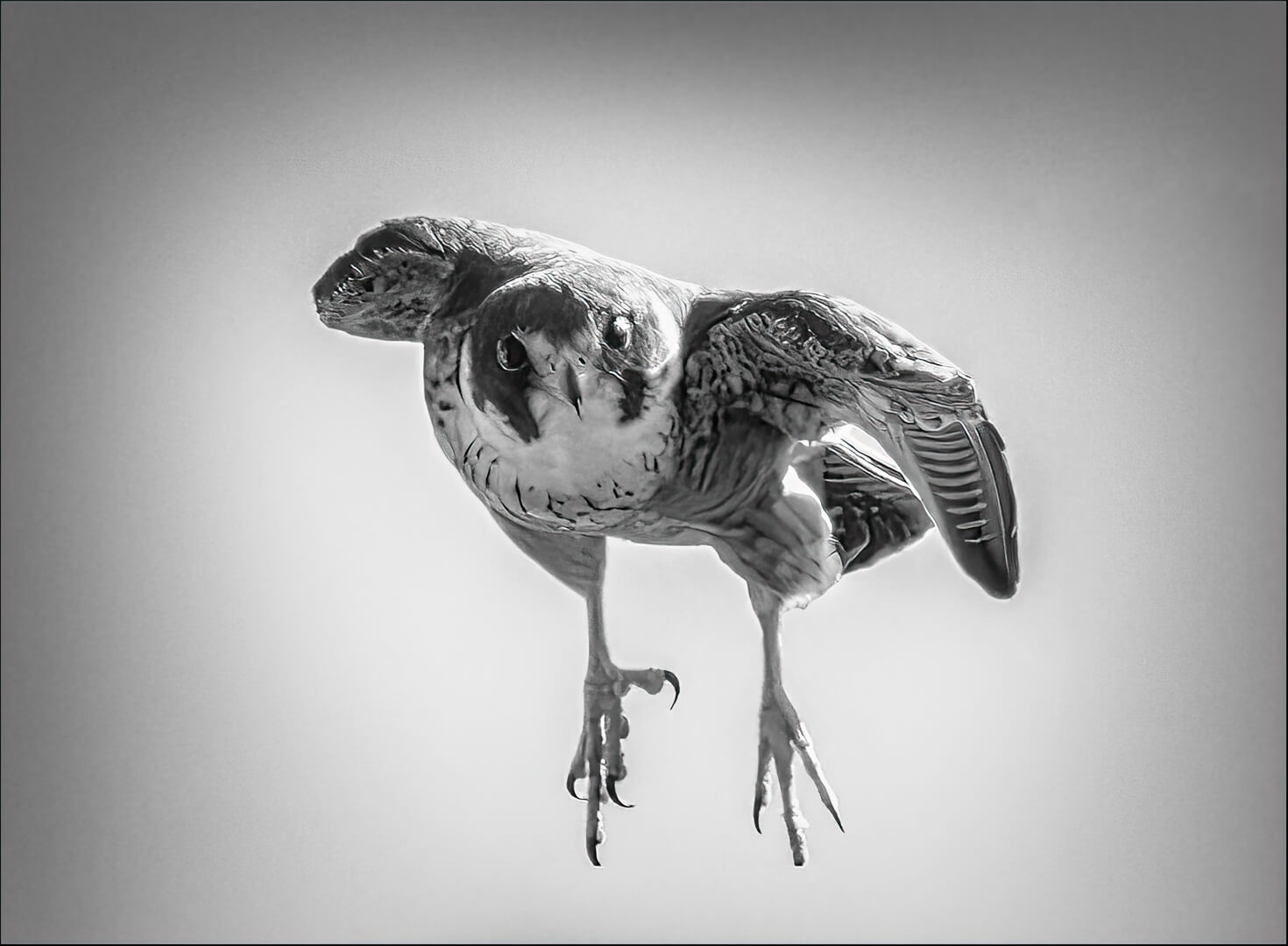 Merit For Print Falcon Hunting By Paul MacKay