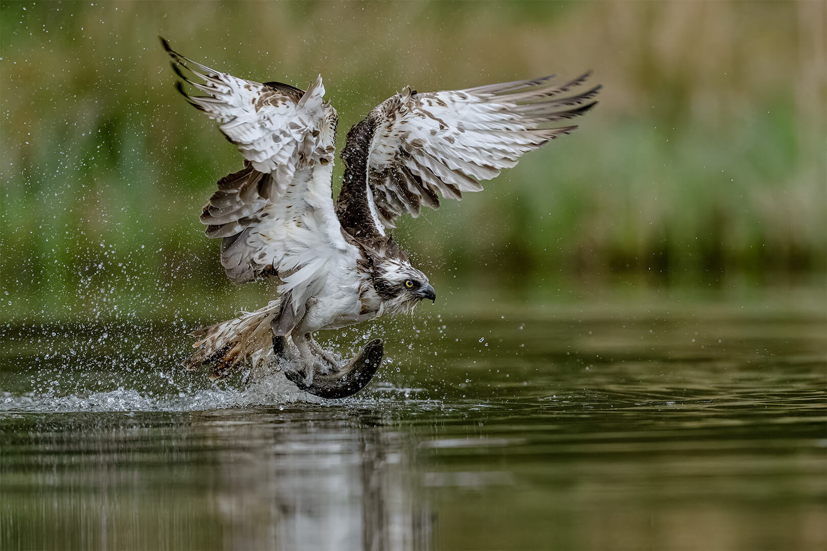Honour For Digital Fishing Osprey By Jefferey Mott