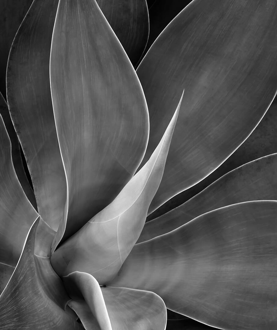 Merit For Digital Another Agave By Ann Smallegange