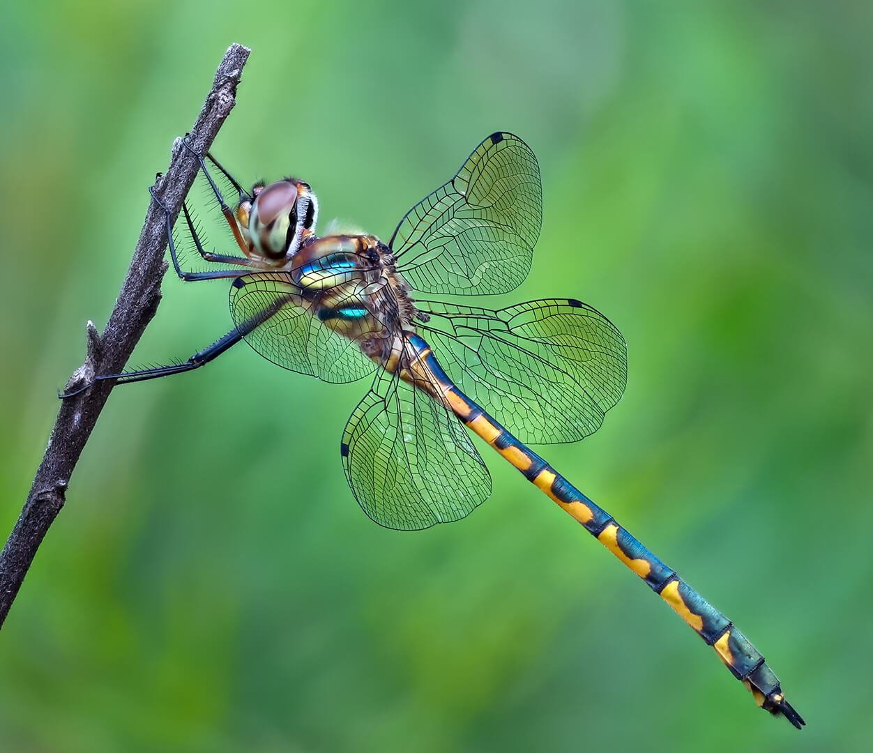 Merit For Digital Australian Emerald By Ann Smallegange