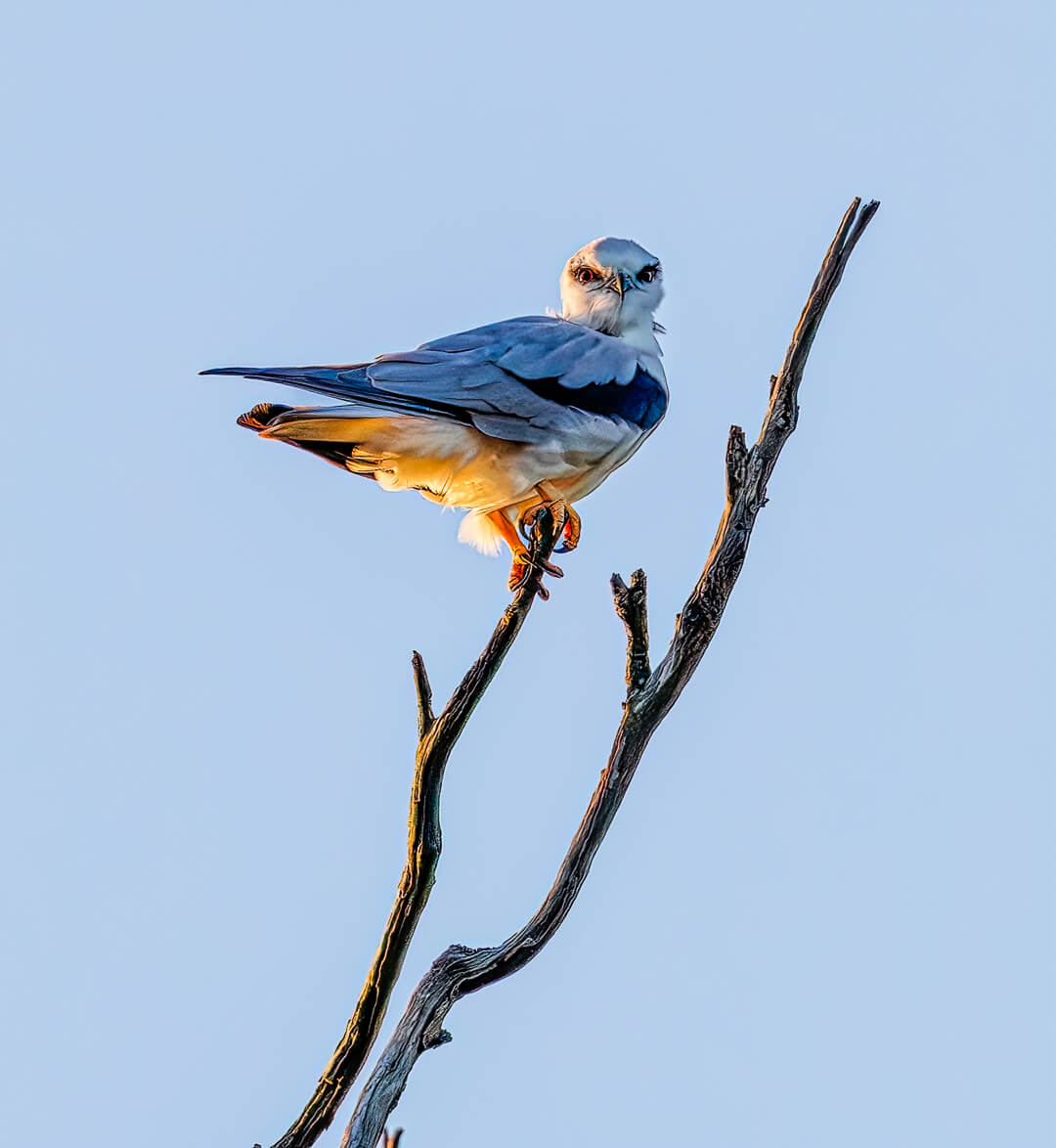 Merit For Digital Black Shoudered Kite  By Lekha Suraweera