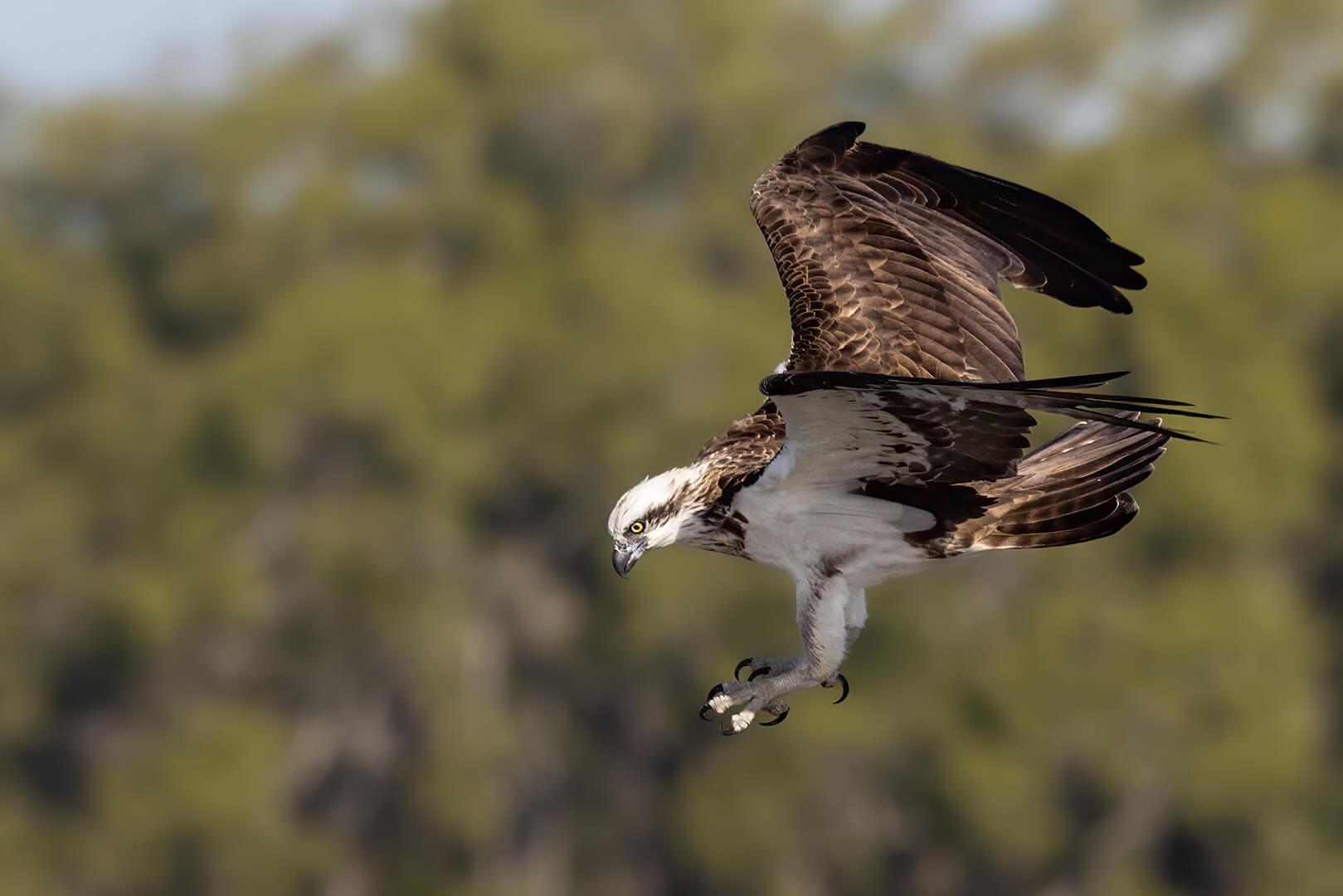 Merit For Digital Looking For A Feed By Kerri Anne Cook