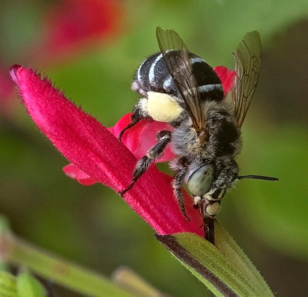 Merit For Blue Banded Bee On Salvia 3 By Lesley Clark